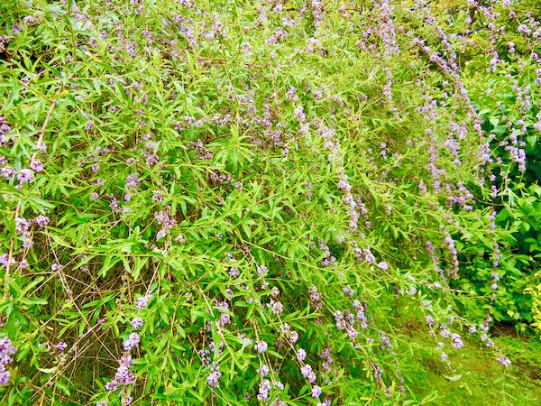 Buddleja alternifolia