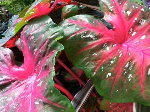 Caladium bicolor | Online Flower Garden