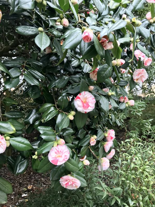 Camellia_E0372 | Online Flower Garden Camellia japonica 'Angela Cocchi'