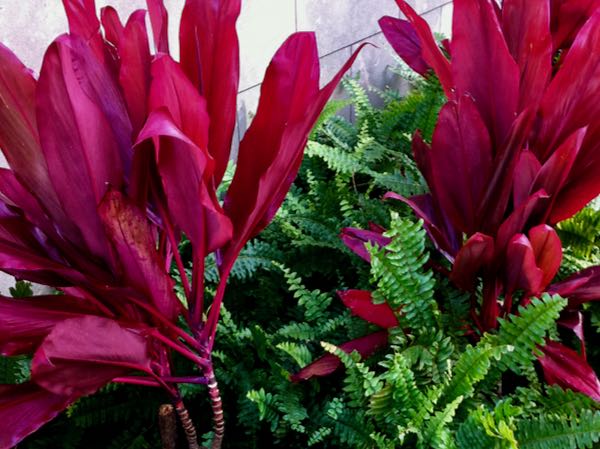 Cordyle-fruticosa-Red Sister-10801 | Online Flower Garden Cordyle fruticosa 'Red Sister'