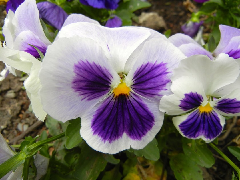 White-Purple-Pansy | Online Flower Garden White and Purple Pansy