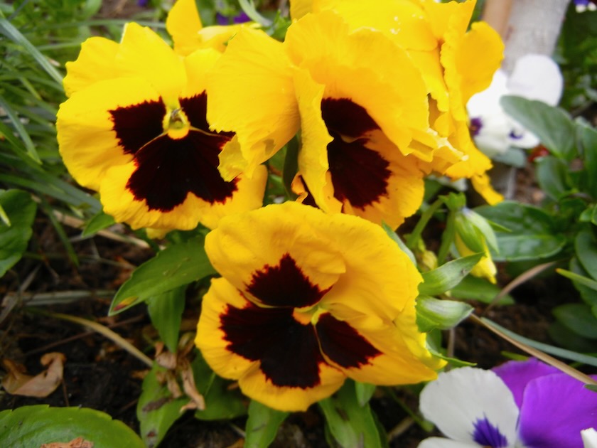 Yellow-Pansy | Online Flower Garden Yellow Pansy