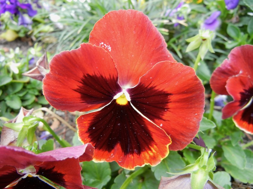Orange-Pansy | Online Flower Garden Deep Orange Pansy