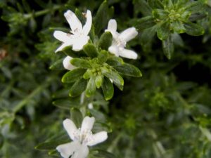 Westringia fruticosa | Online Flower Garden