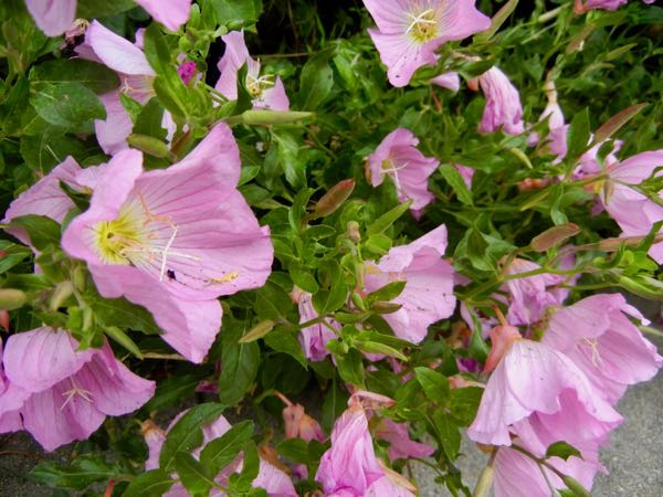 Oenothera-speciosa-0774 | Online Flower Garden Oenothera speciosa