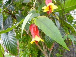 Abutilon megapotamicum | Online Flower Garden