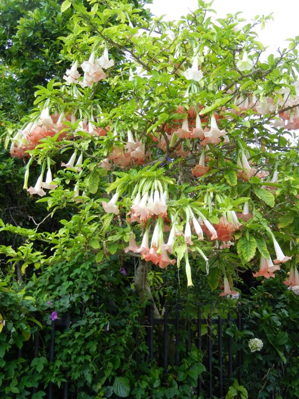 Brugmansia suaveolens
