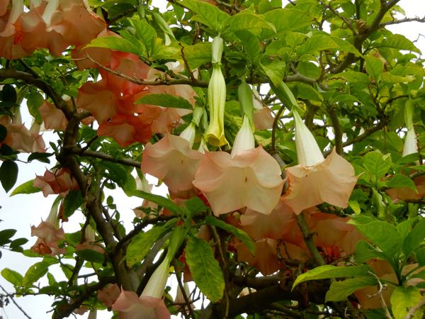 Brugmansia-suaveolens-0810 | Online Flower Garden Brugmansia suaveolens, Solanaceae