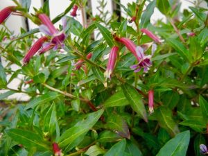 Cuphea 'Starfire Pink'