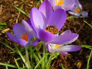 Crocus Tommasinianus | Online Flower Garden