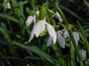 Galanthus Nivalis Common Snowdrop | Online Flower Garden