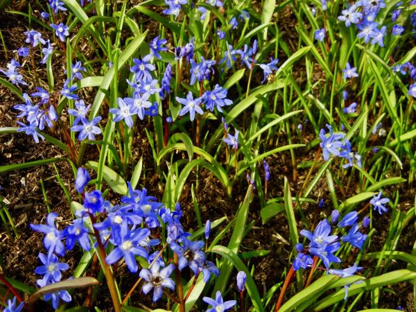 Scilla bifolia