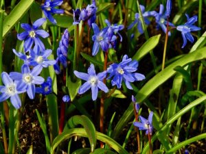 Scilla bifolia | Online Flower Garden