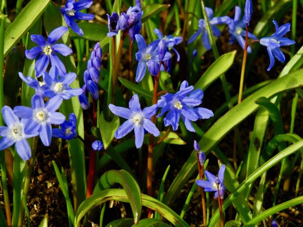 Scilla bifolia