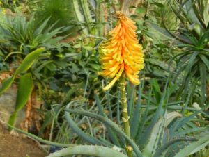 Aloe Africana | Online Flower Garden