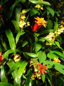 Bromeliads at Kew Gardens