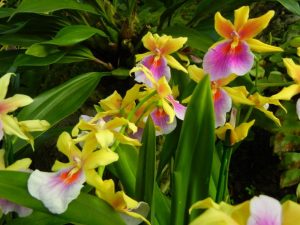 Orchids 2016 at Kew Gardens