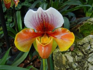Orchids 2016 at Kew Gardens, Paphiopedilum