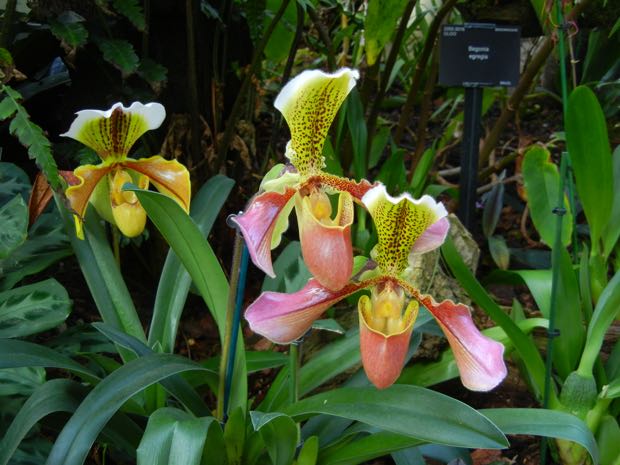 Paphiopedilum-orchid | Online Flower Garden Orchids 2016 at Kew Gardens, Paphiopedilum