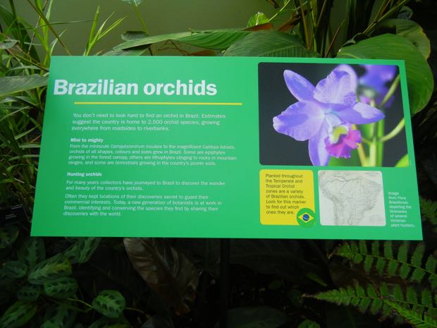 Brazilian Orchid Exhibit at Kew Gardens 2016