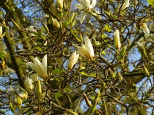 Magnolia kobus 'Borealis'