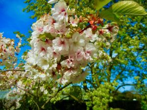 Prunus ‘Matsumae-Mathimurzakura’