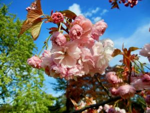 Prunus ‘Matsumae Hanagasa’