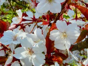 Prunus 'Taoyoma Zakura'