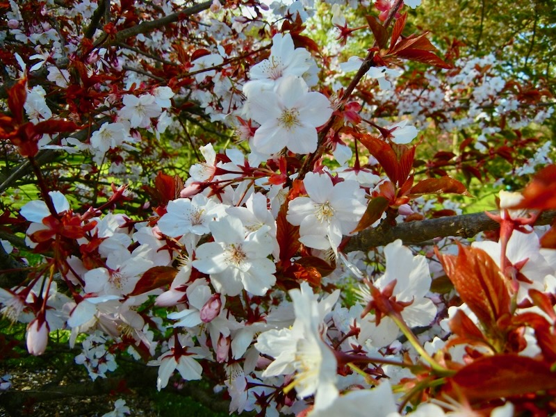Prunus 'Taoyoma Zakura'
