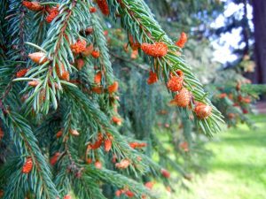 Picea abies | Online Flower Garden