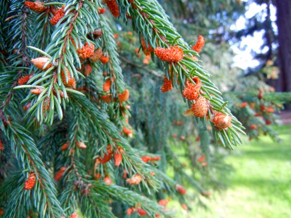 Picea-abies-2050 | Online Flower Garden Pinaceae Picea abies