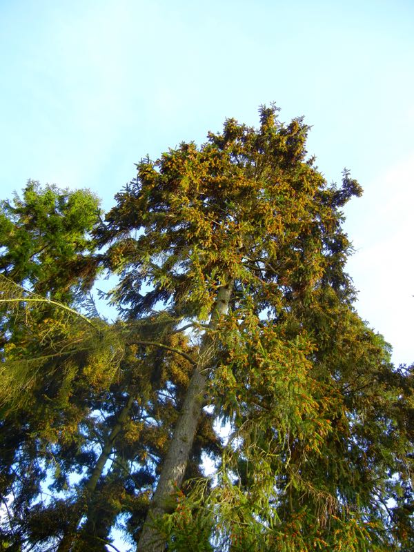 Picea abies