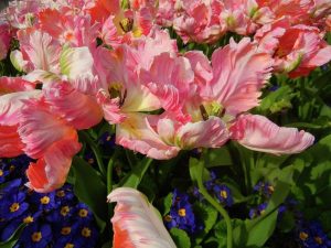 Tulipa 'Apricot Parrot'
