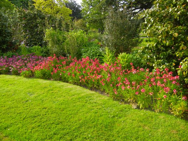DSCN2097 | Online Flower Garden Erysimum Cheiri - Constant Cheer