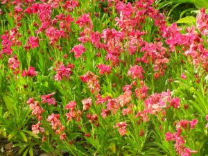 Erysimum Cheiri - Constant Cheer | Online Flower Garden