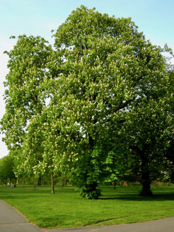 Aesculus-hippocastanum-2134 | Online Flower Garden Aesculus hippocastanum