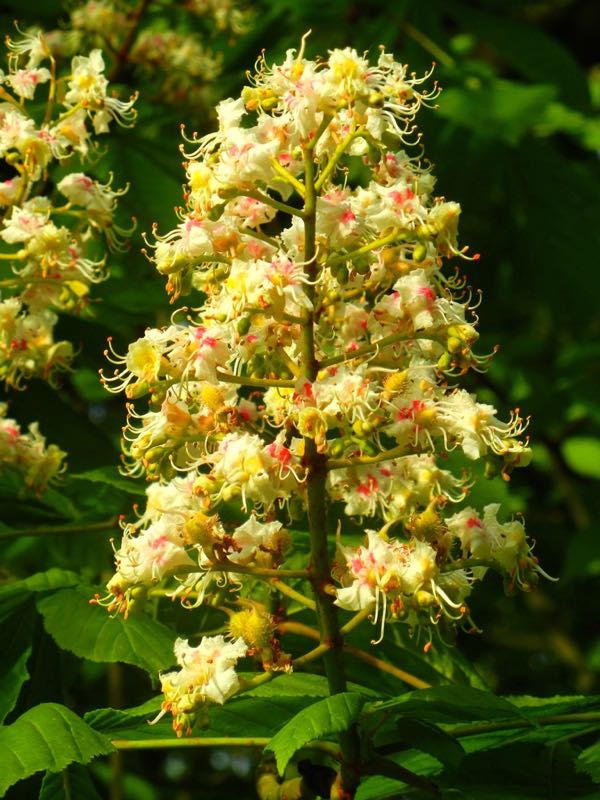 Aesculus-hippocastanum-2140 | Online Flower Garden Aesculus hippocastanum