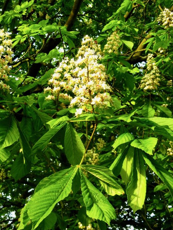 Aesculus-hippocastanum-2141 | Online Flower Garden Aesculus hippocastanum