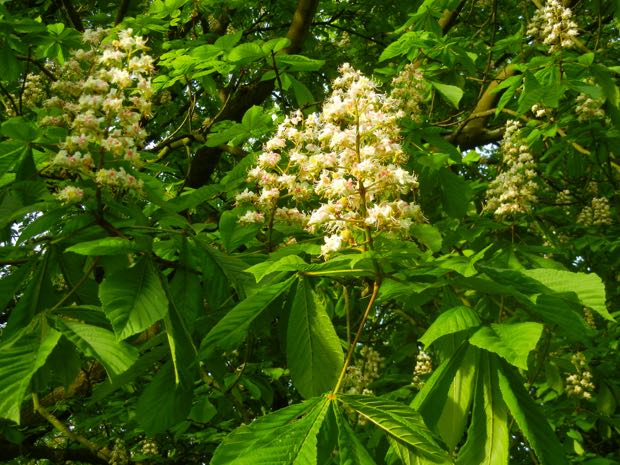 Aesculus-2142 | Online Flower Garden aesculus hippocastanum
