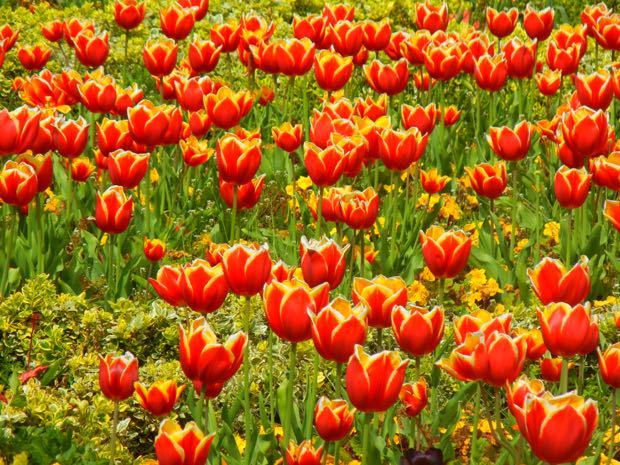 Tulips, Regent's Park