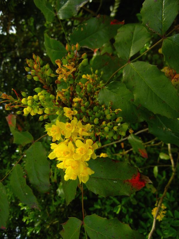 Regent's Park, Berberis aquifolium or Oregon Grape