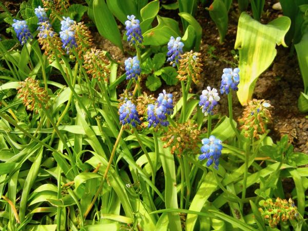 Muscari-neglectum | Online Flower Garden Muscari neglectum