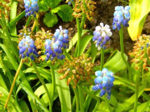 Muscari neglectum