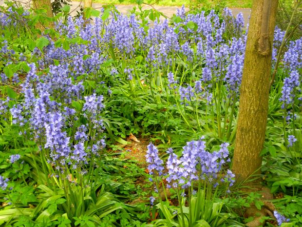 DSCN2210 | Online Flower Garden Hyacinthoides non-scripta