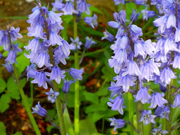 Hyacinthoides non-scripta