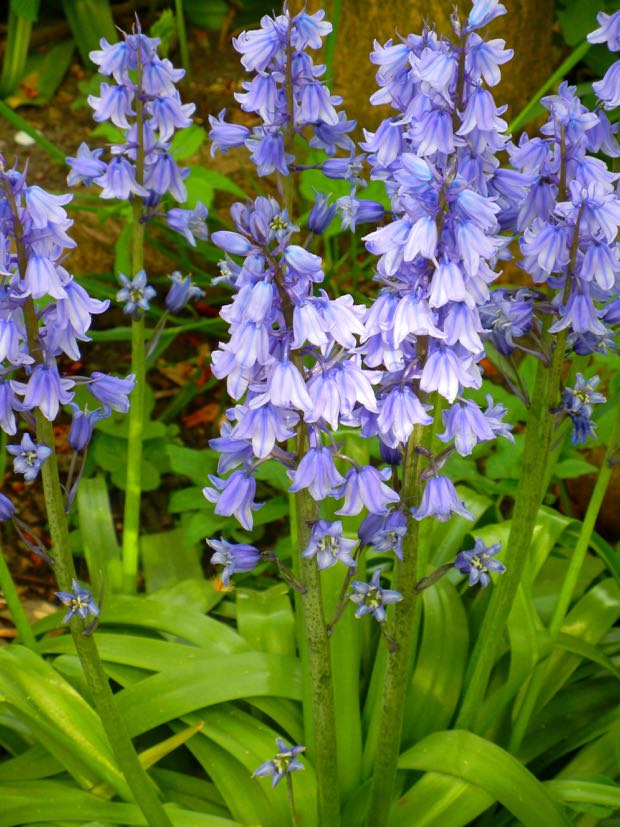 DSCN2212 | Online Flower Garden Bluebells, Hyacinthoides non-scripta
