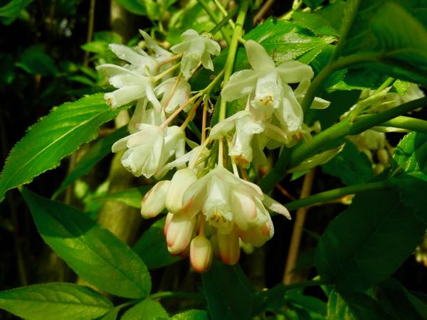 Staphylea-pinnata-2223 | Online Flower Garden Staphylea pinnata