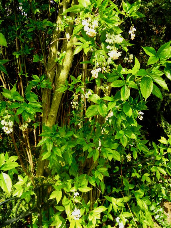 Staphylea-pinnata-2224 | Online Flower Garden Staphylea pinnata