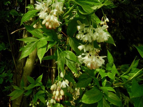 Staphylea-pinnata-2225 | Online Flower Garden Staphylea pinnata