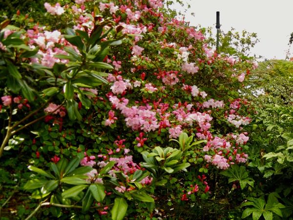 Rhododendron-williamsianum-2226 | Online Flower Garden Rhododendron williamsianum